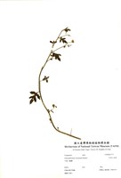 藏品(阿里山油菊)的圖片